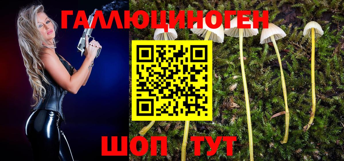 Псилоцибиновые грибы Psilocybe Камышин